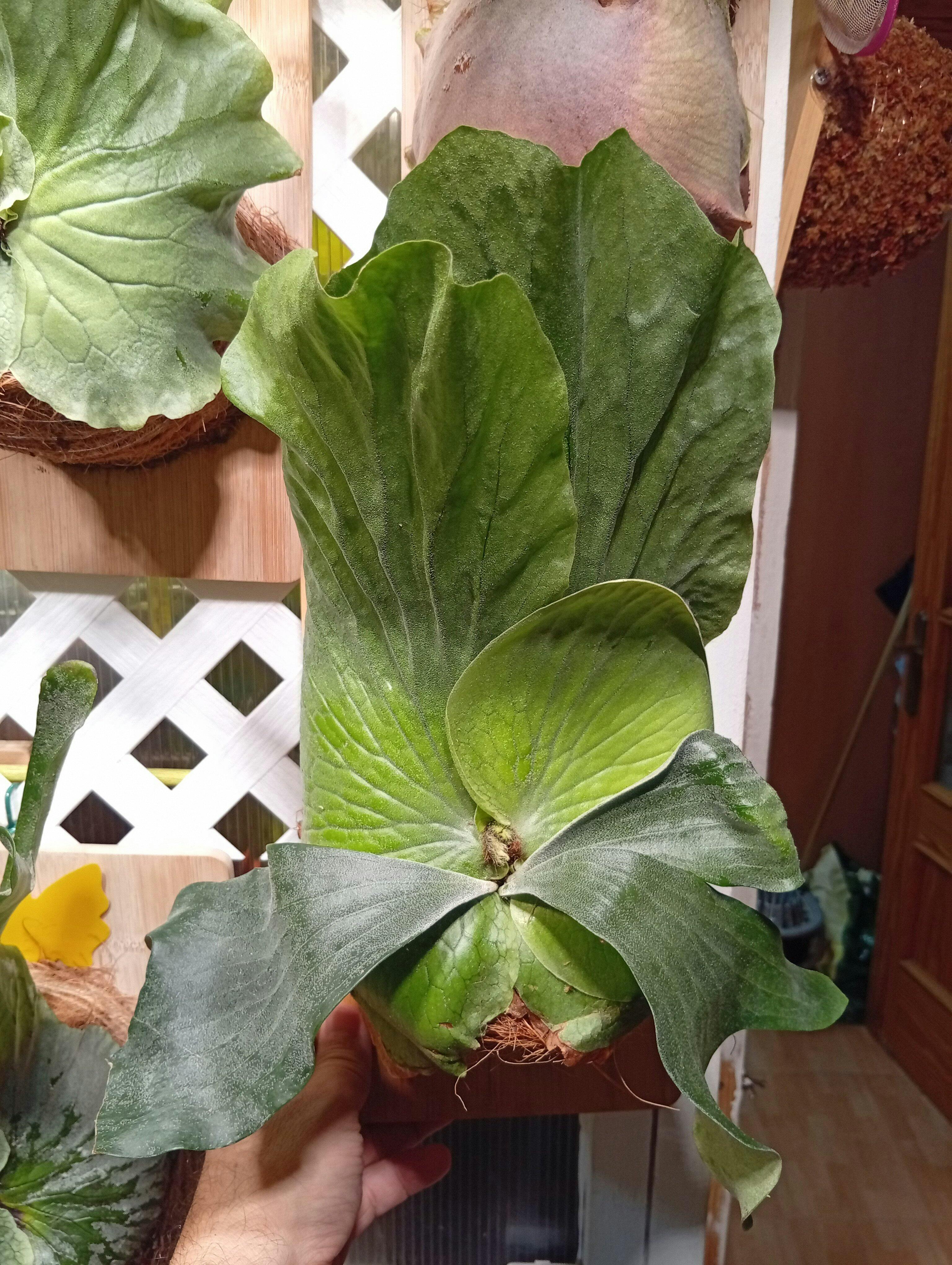 Platycerium Elephantotis x Alcicorne | Welovetropicalplants