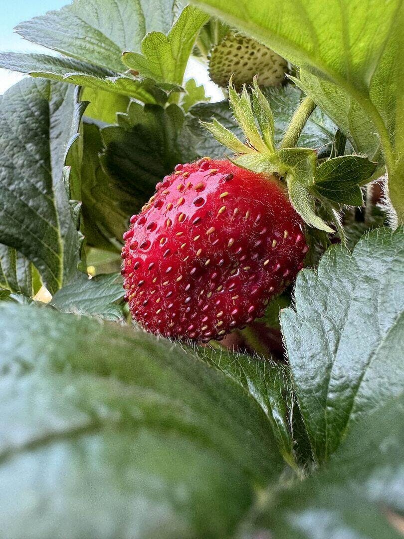 Hot Pink Berri Basket – West Coast Seeds