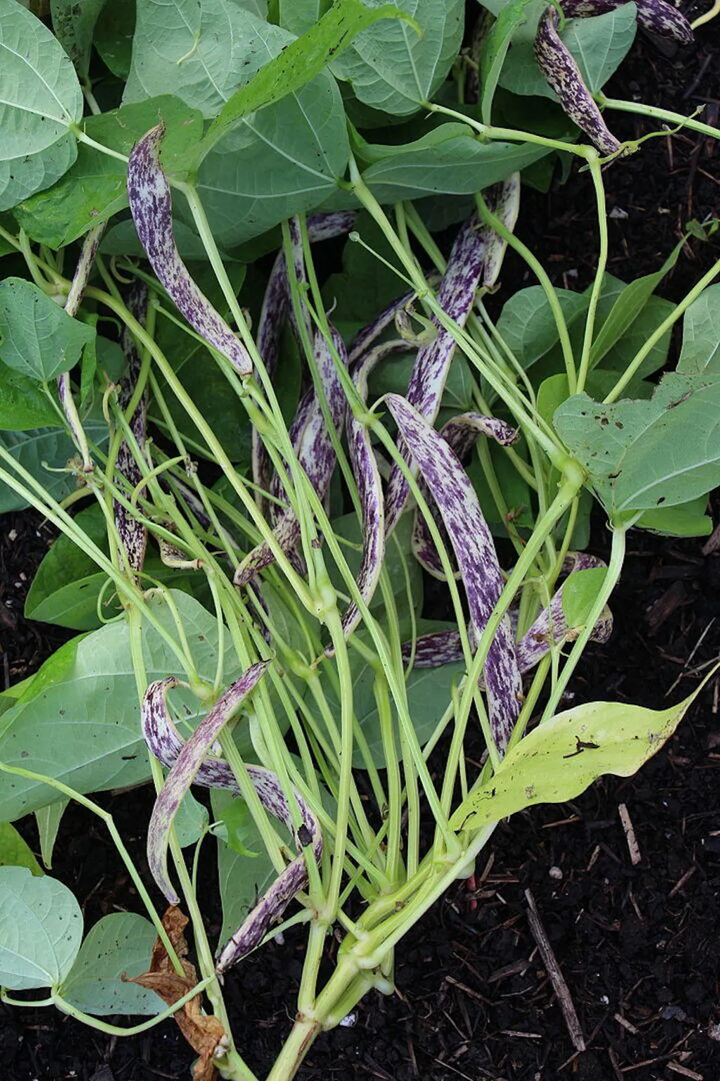 Dragon Tongue Drying Bean Seeds  West Coast Seeds