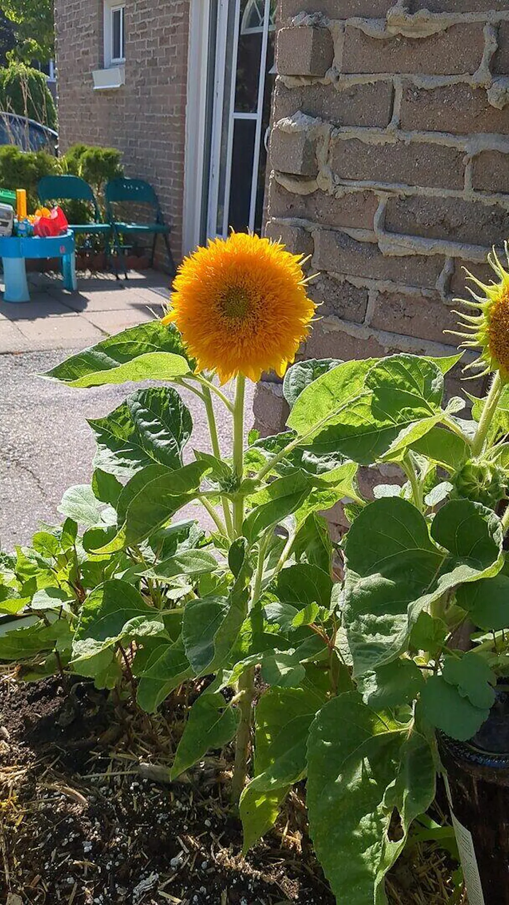 Teddy Bear Sunflower Seeds  West Coast Seeds