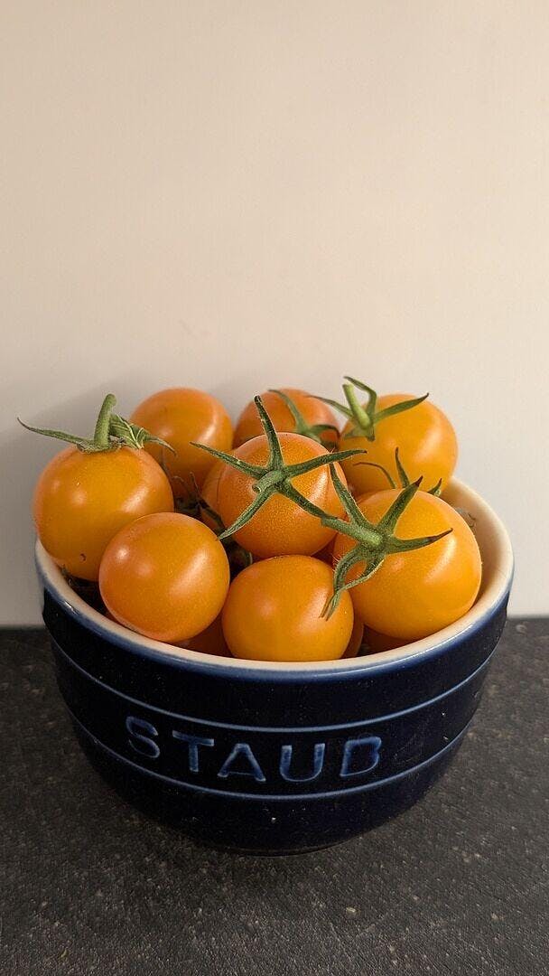 Sungold Cherry Tomato Seeds – West Coast Seeds