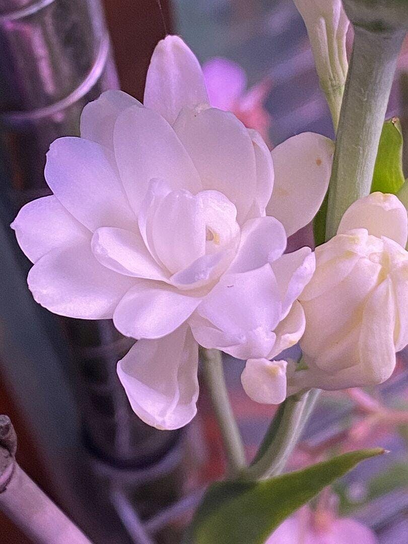 Tuberose Double the Pearl 2pk – West Coast Seeds