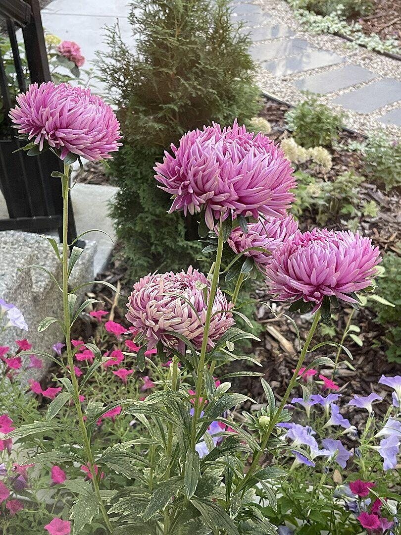 King Size Rose – West Coast Seeds