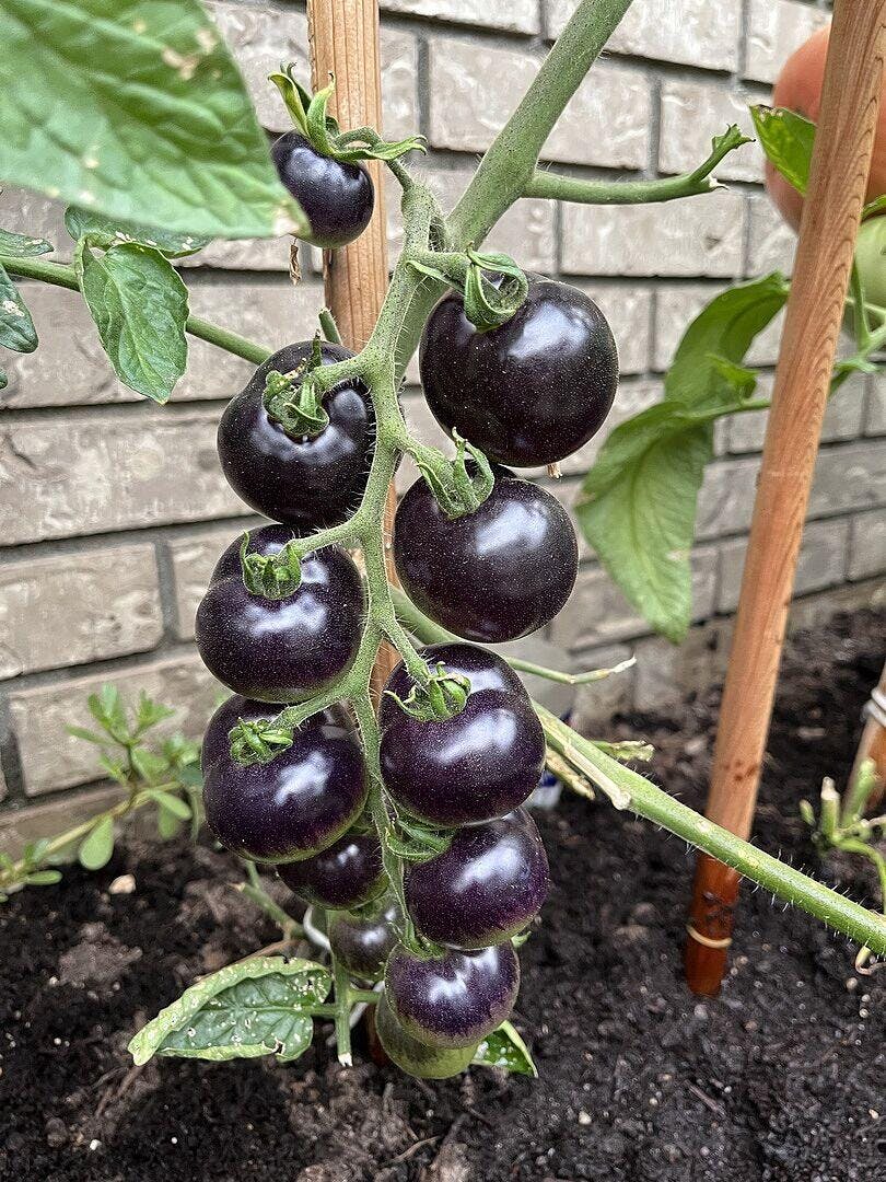 Indigo Rose Organic Tomato Seeds – West Coast Seeds
