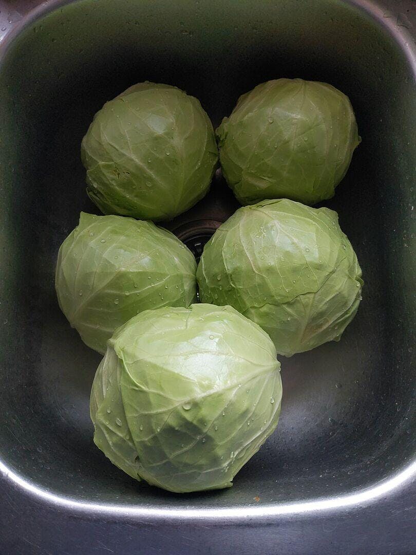 Tiara F1 Coated Cabbage Seeds – West Coast Seeds