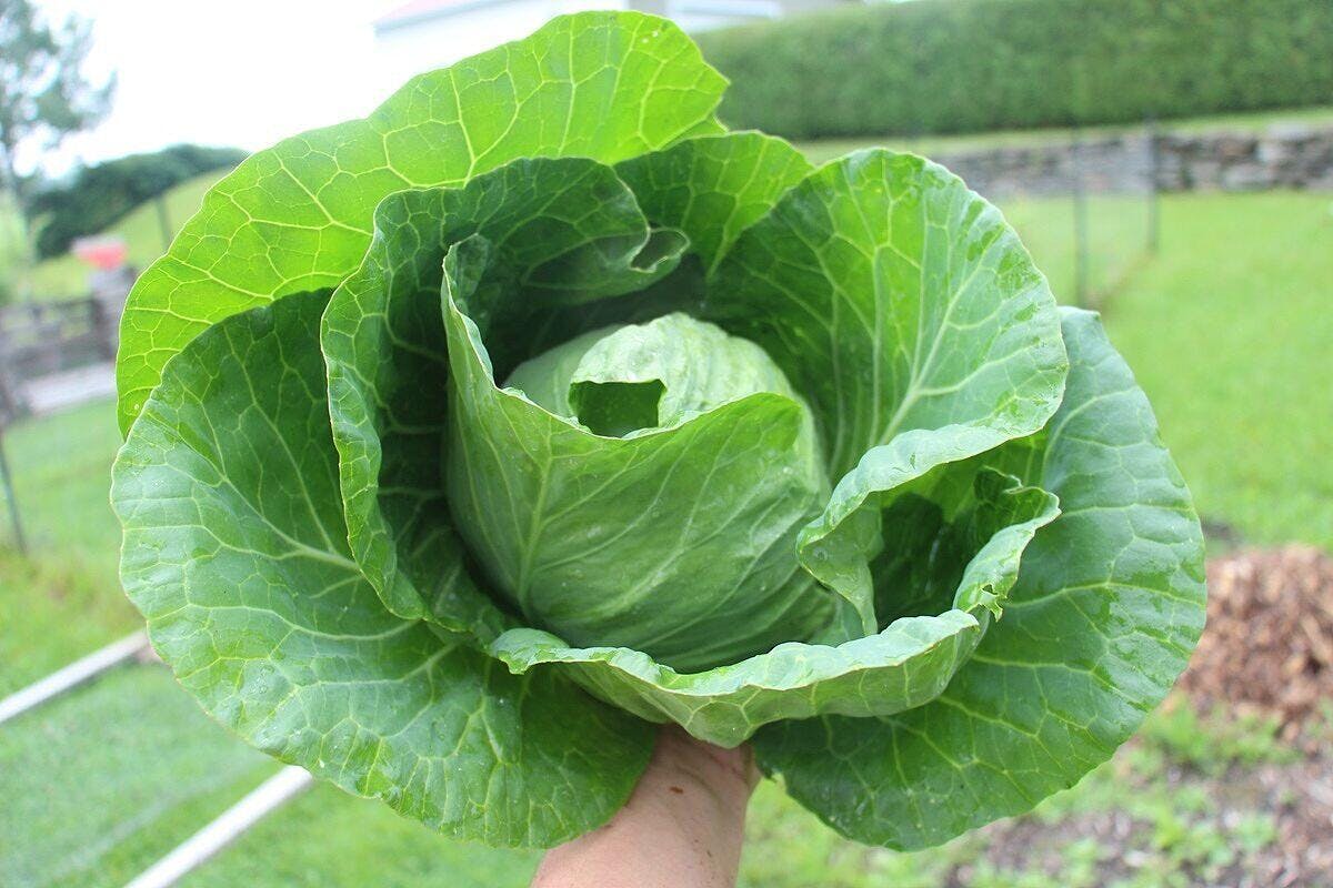 果物 tiara Tiara F1 Coated Cabbage Seeds – West Coast Seeds