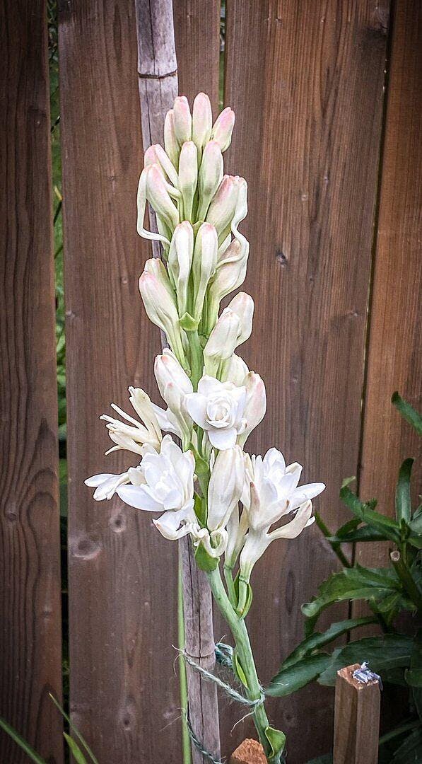 【tuberose】 Tuberose – Sarah Horowitz Parfums