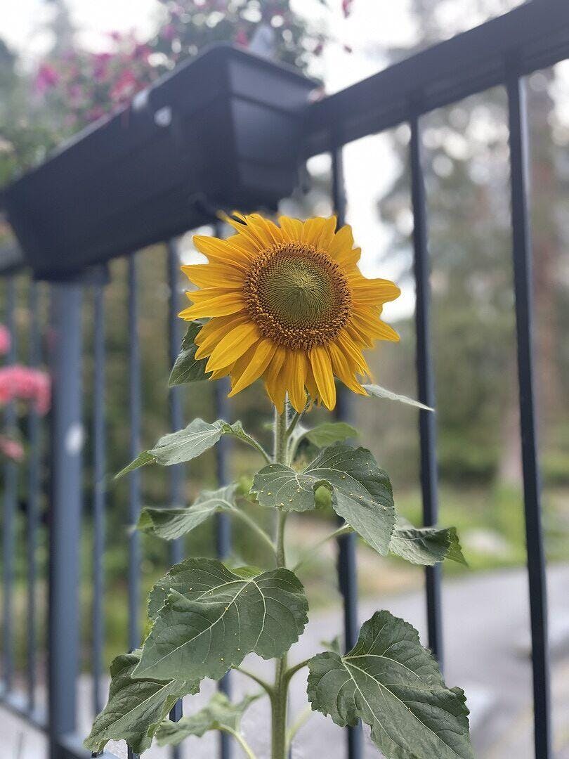 Short Blend Sunflowers Seeds – West Coast Seeds