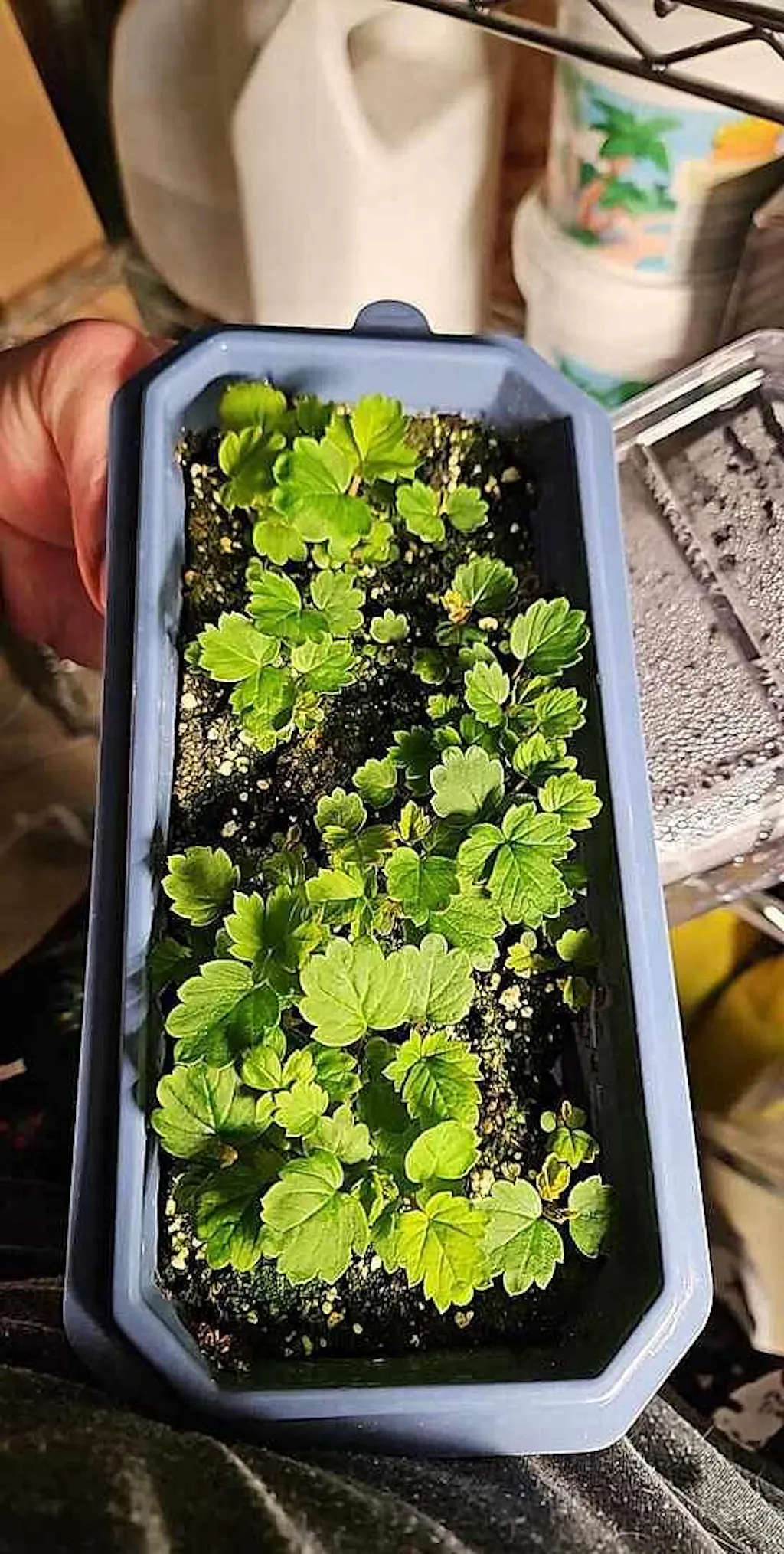 Fresca Strawberry Seeds  West Coast Seeds