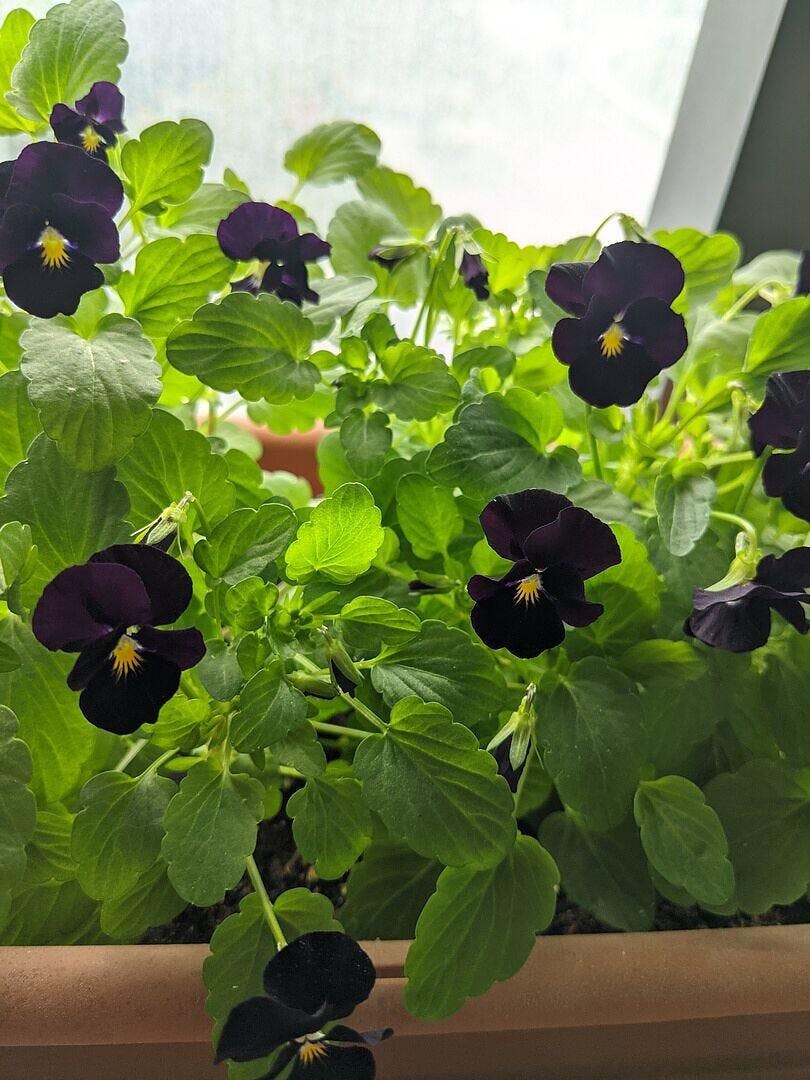 美品　SATOKA サトカ Viola Black Back to Black Viola Seeds – Epic Gardening
