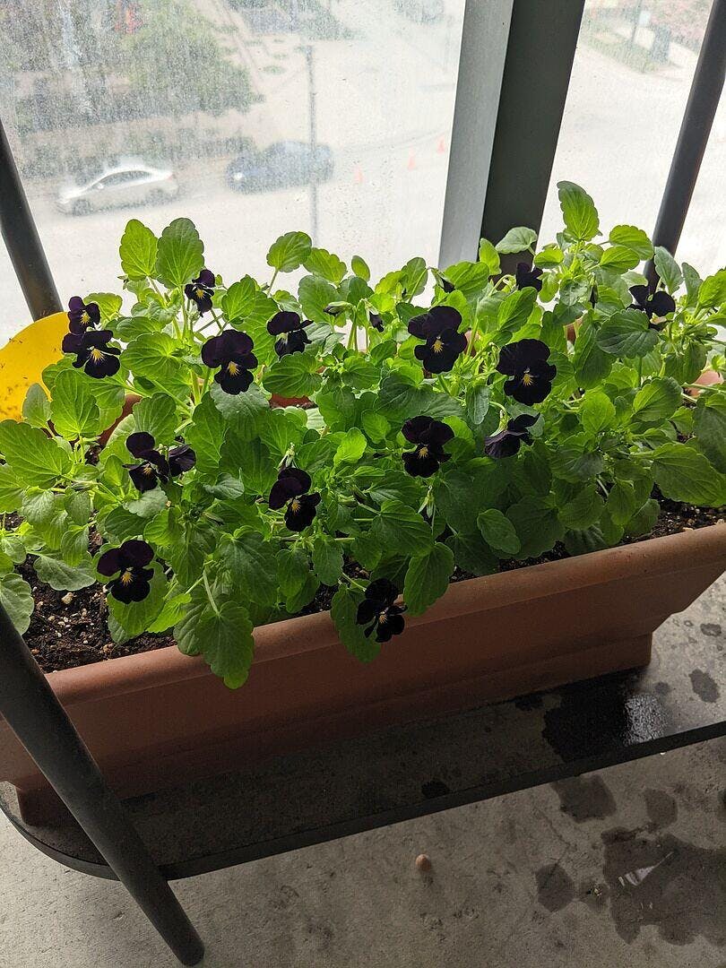 美品　SATOKA サトカ Viola Black Back to Black Viola Seeds – Epic Gardening