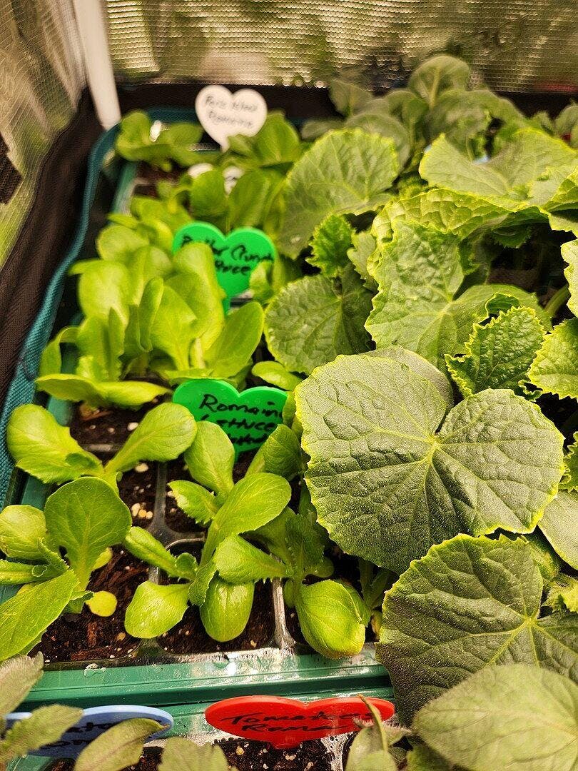 Tiara F1 Coated Cabbage Seeds – West Coast Seeds