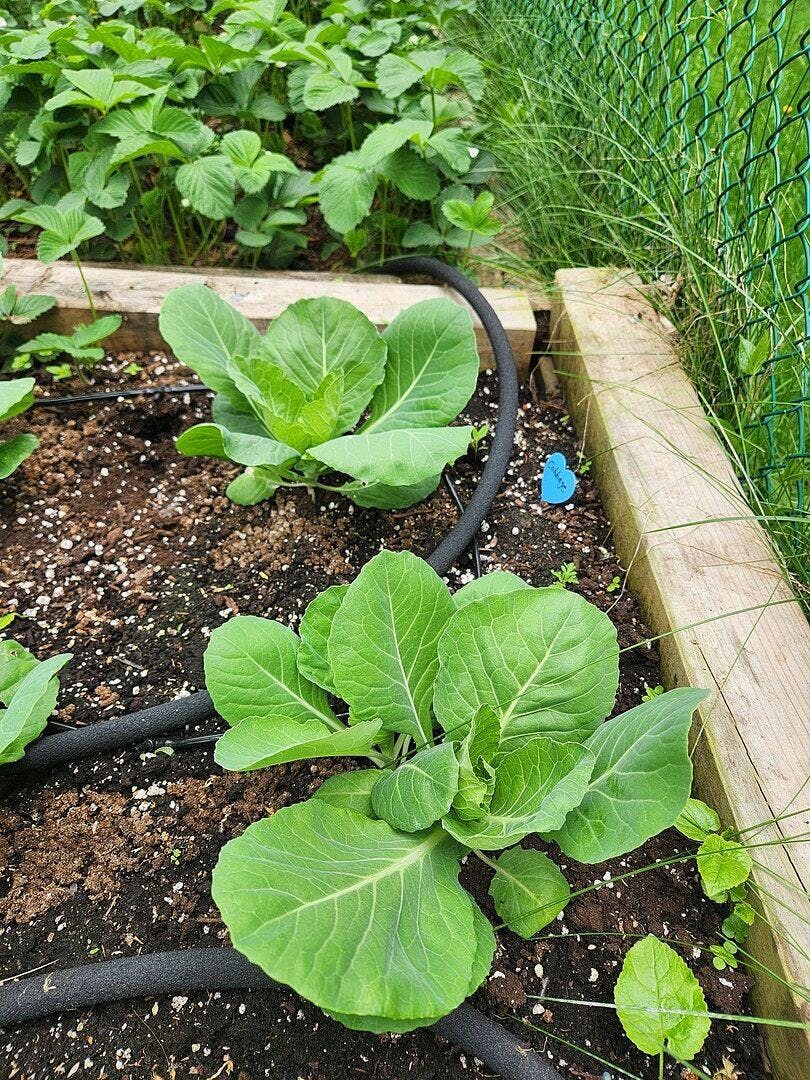 Tiara F1 Coated Cabbage Seeds – West Coast Seeds
