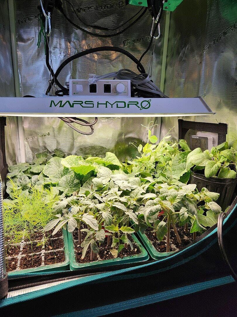 Tiara F1 Coated Cabbage Seeds – West Coast Seeds
