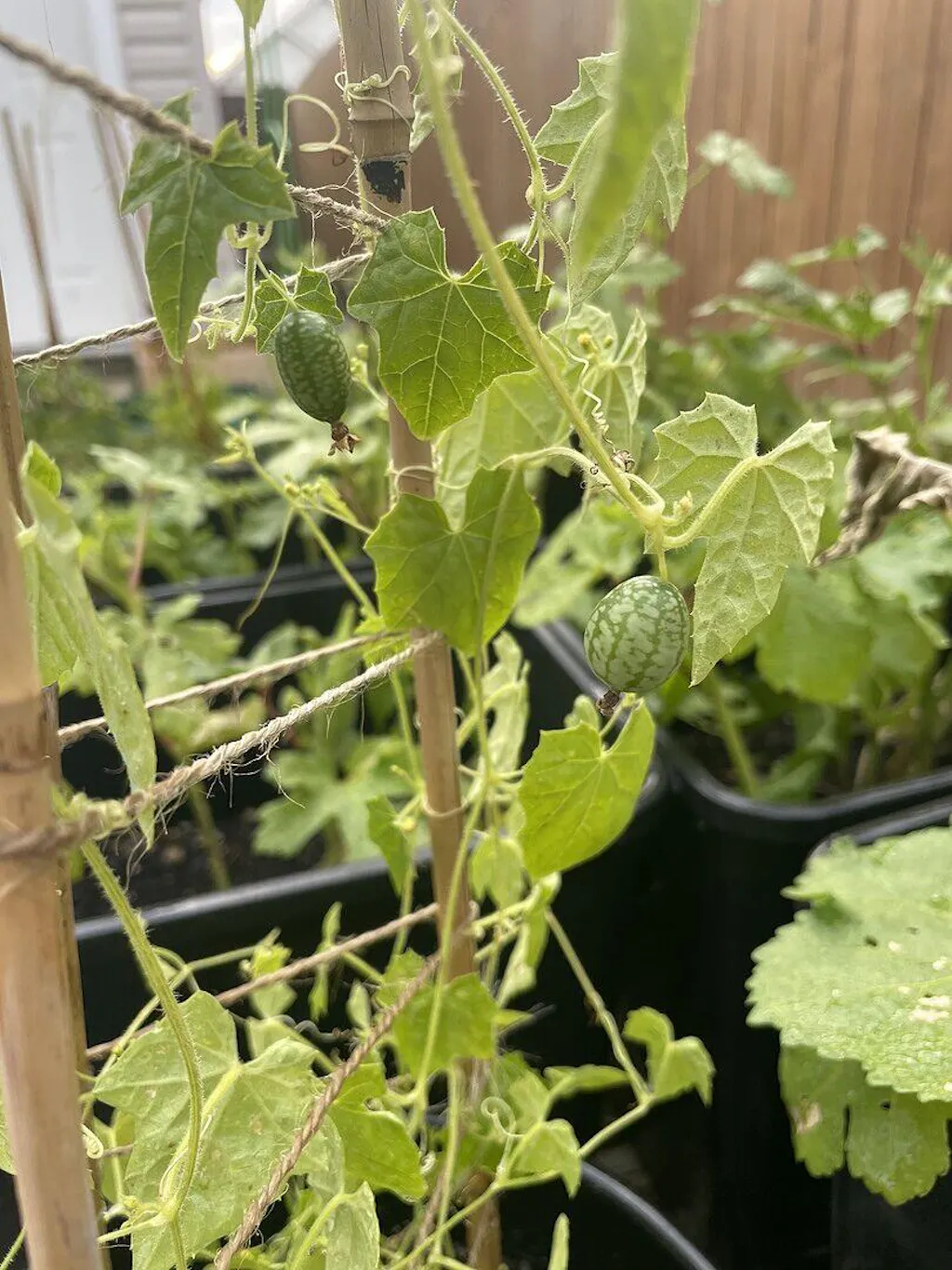 Cucamelon Cucumber Seeds  West Coast Seeds