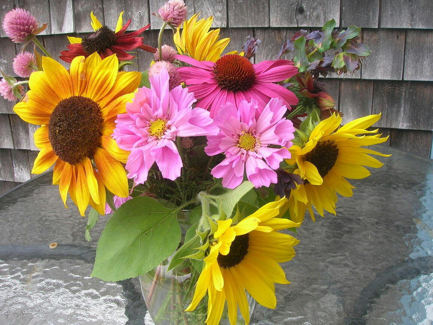 Rose Bon Bon Cosmos Seeds – West Coast Seeds