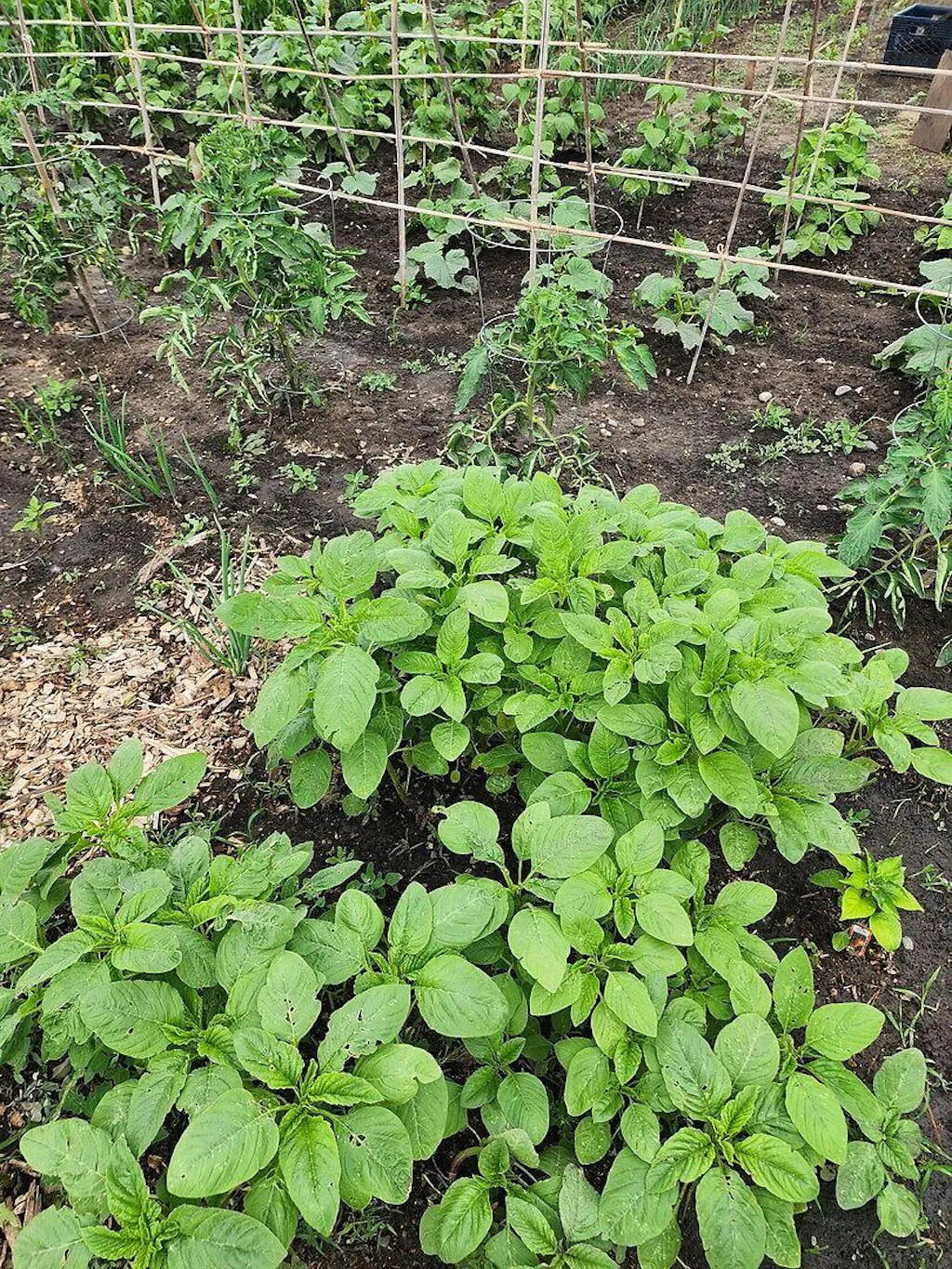 Callaloo Amaranth Seeds  West Coast Seeds