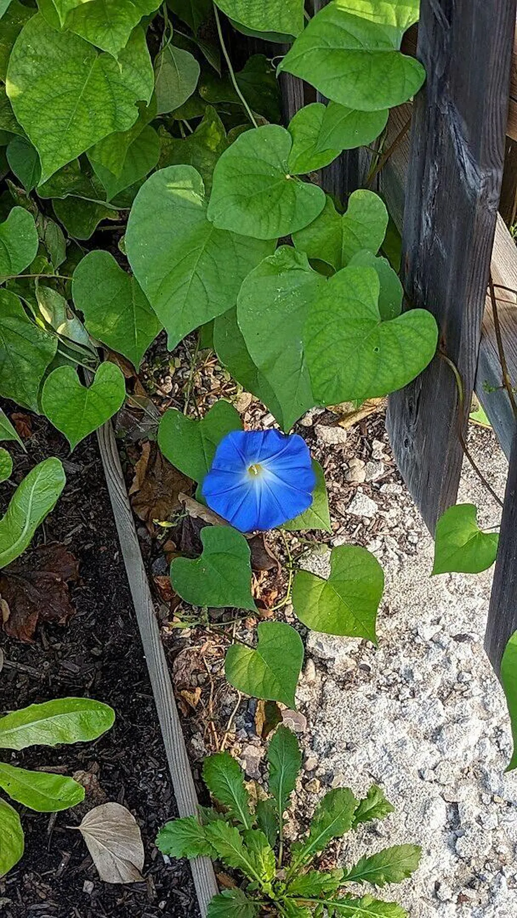 Heavenly Blue Morning Glory Seeds  West Coast Seeds