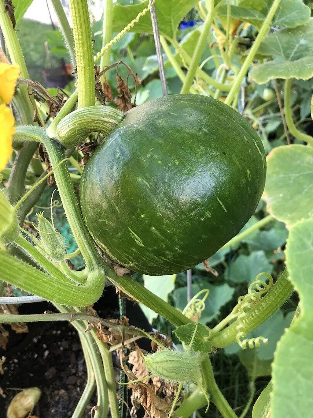 Burgess Buttercup Squash Seeds  West Coast Seeds