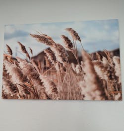 Pampas Grass Boho Coastal Photography - Canvas Print Wall Art Décor