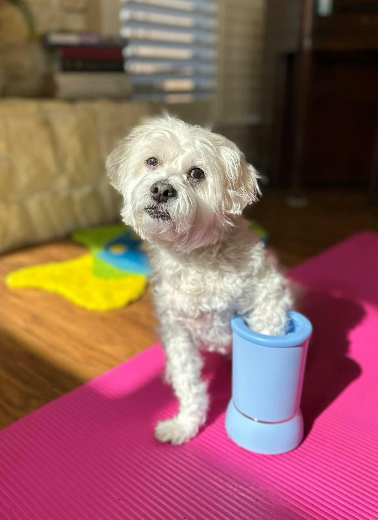 PawPure customer photo — washer in use