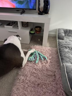 Interactive Octopus Plush Dog Toy with Squeakers