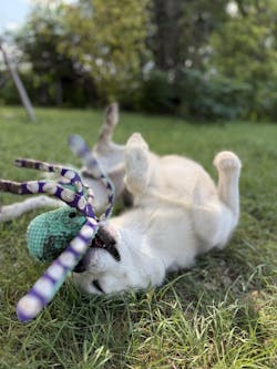 Interactive Octopus Plush Dog Toy with Squeakers