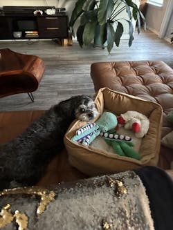 Interactive Octopus Plush Dog Toy with Squeakers