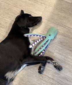 Interactive Octopus Plush Dog Toy with Squeakers