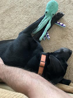 Interactive Octopus Plush Dog Toy with Squeakers