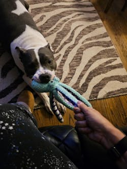 Interactive Octopus Plush Dog Toy with Squeakers