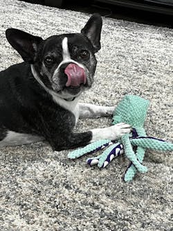 Interactive Octopus Plush Dog Toy with Squeakers