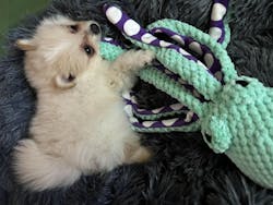 Interactive Octopus Plush Dog Toy with Squeakers