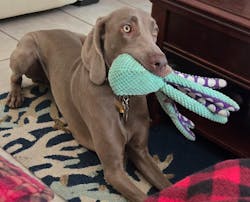 Interactive Octopus Plush Dog Toy with Squeakers