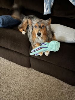 Interactive Octopus Plush Dog Toy with Squeakers