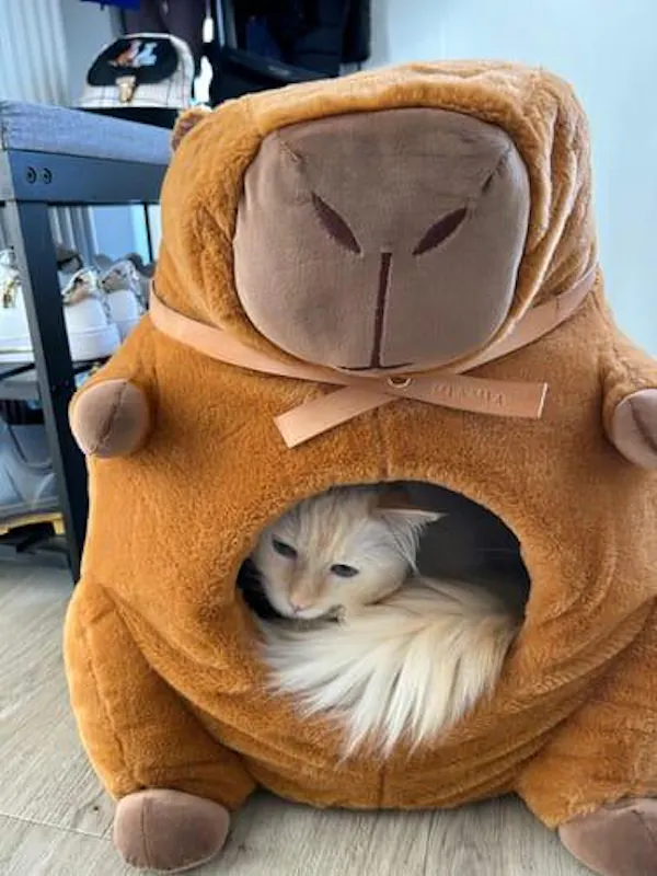 Customer photo: cat with the Capybara Cat House