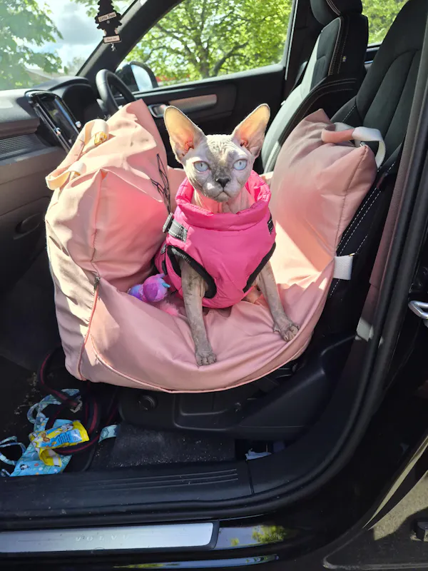 Customer photo: Chicken Nugget the Sphynx in the Princess Ride Booster