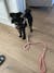 PACIFIC SUNSET - DOG ROPE LEAD