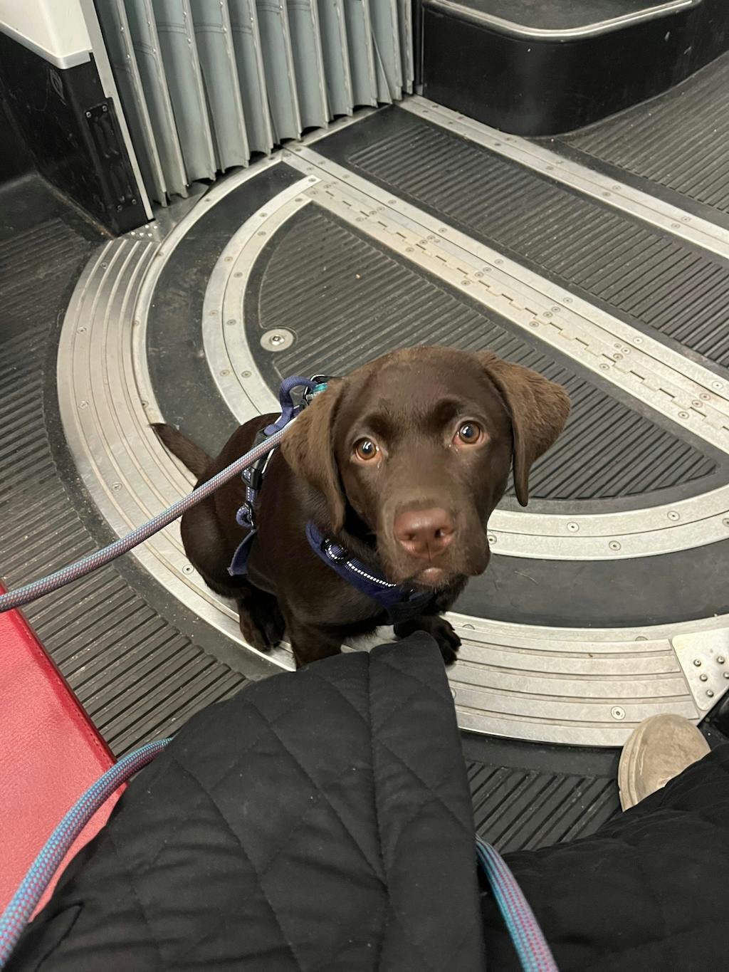 Convertible leash – Standard (9–10 mm Rope)