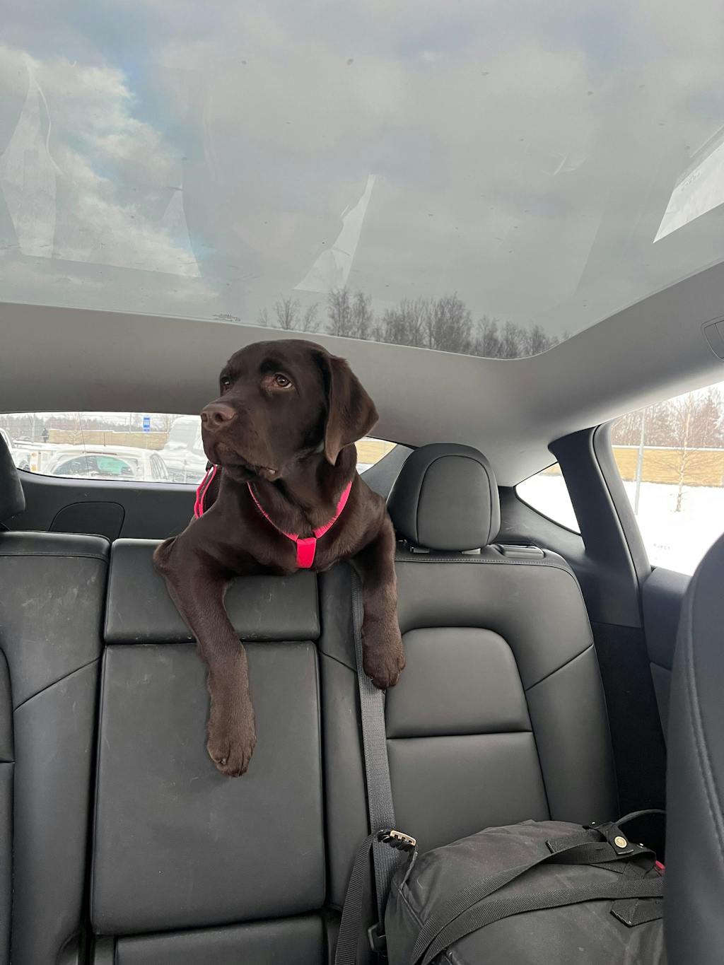 Convertible Leash w/ Traffic Handle – Slim (7–8 mm Rope)