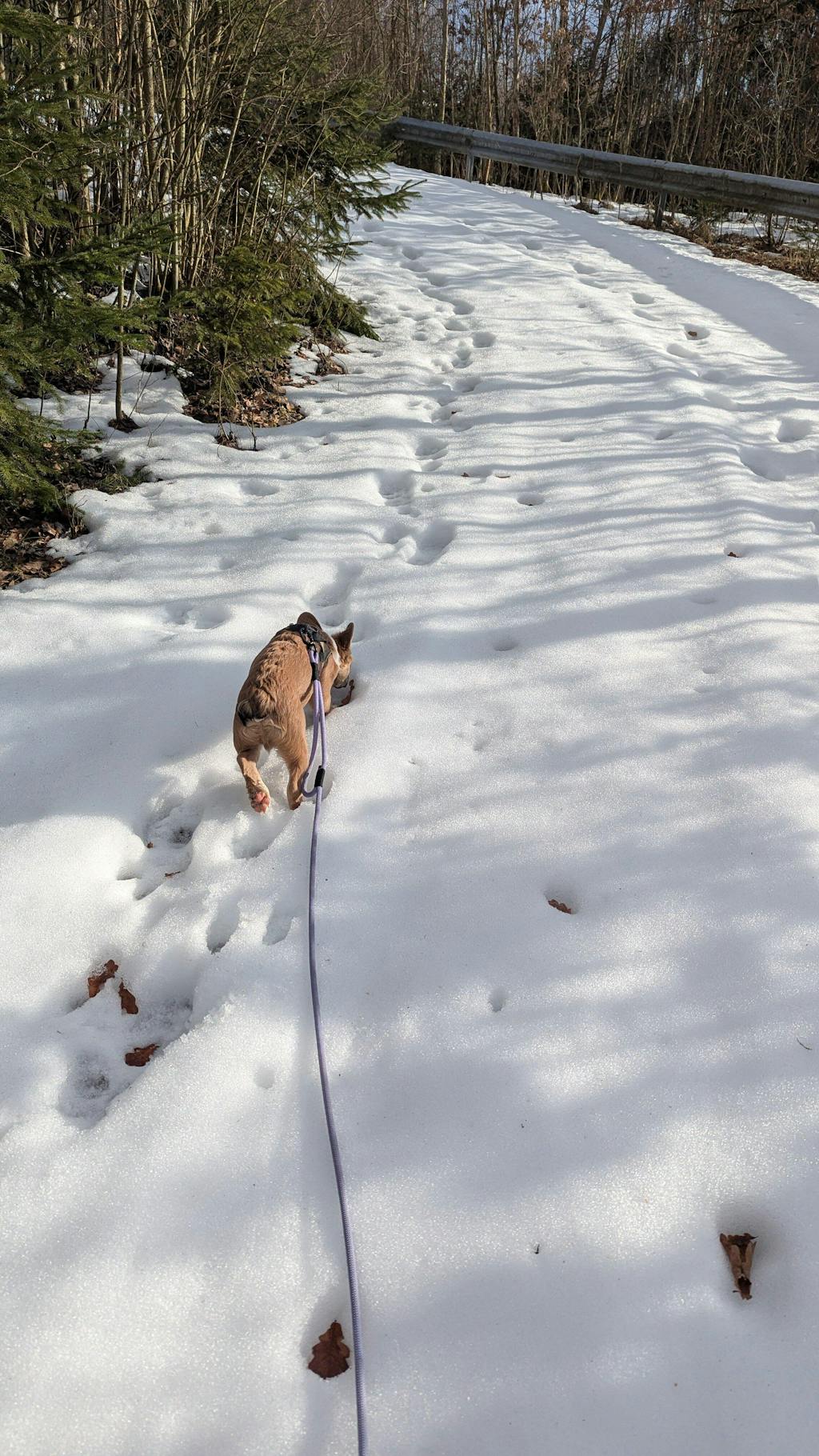 Convertible Leash w/ Traffic Handle – Standard (9–10 mm Rope)