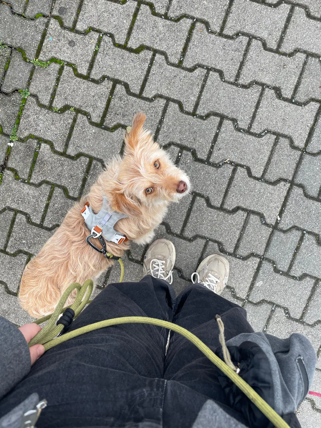 Convertible Leash – Slim (7–8 mm Rope)