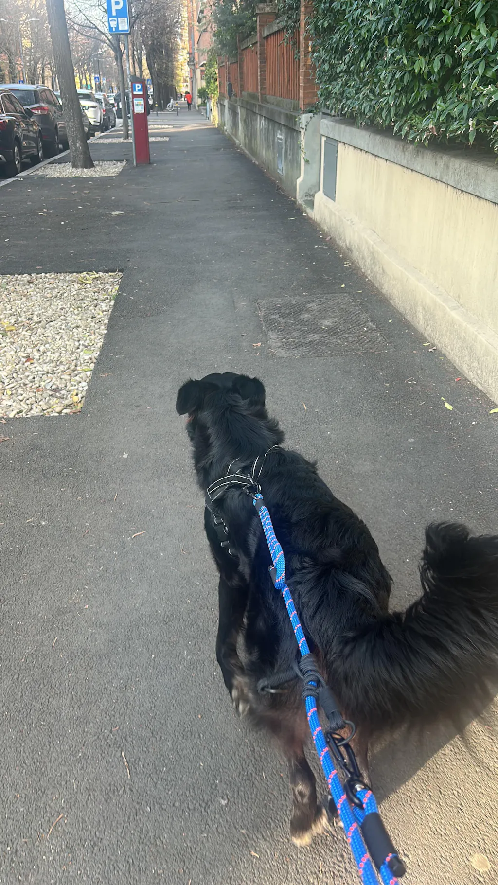 Convertible Leash w/ Traffic Handle – Standard (9–10 mm Rope)