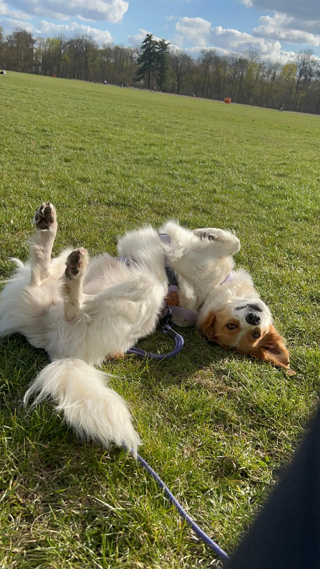 Convertible Leash w/ Traffic Handle – Slim (7–8 mm Rope)