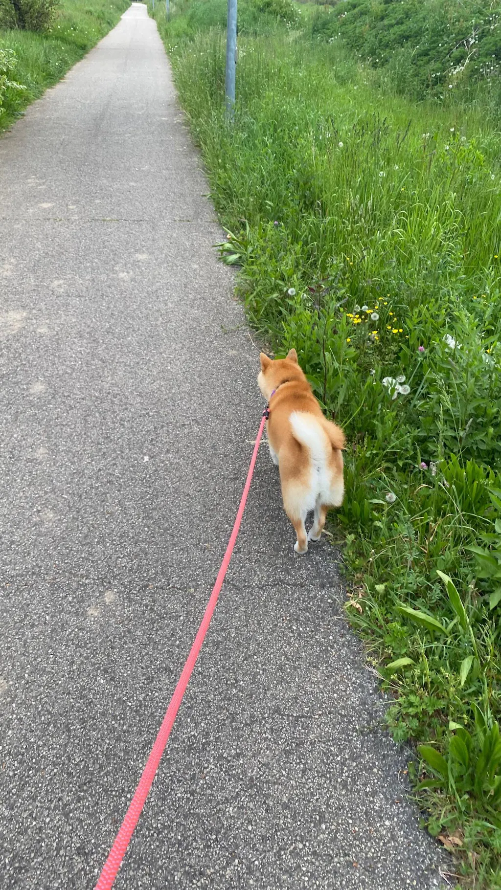 Convertible leash – Standard (9–10 mm Rope)