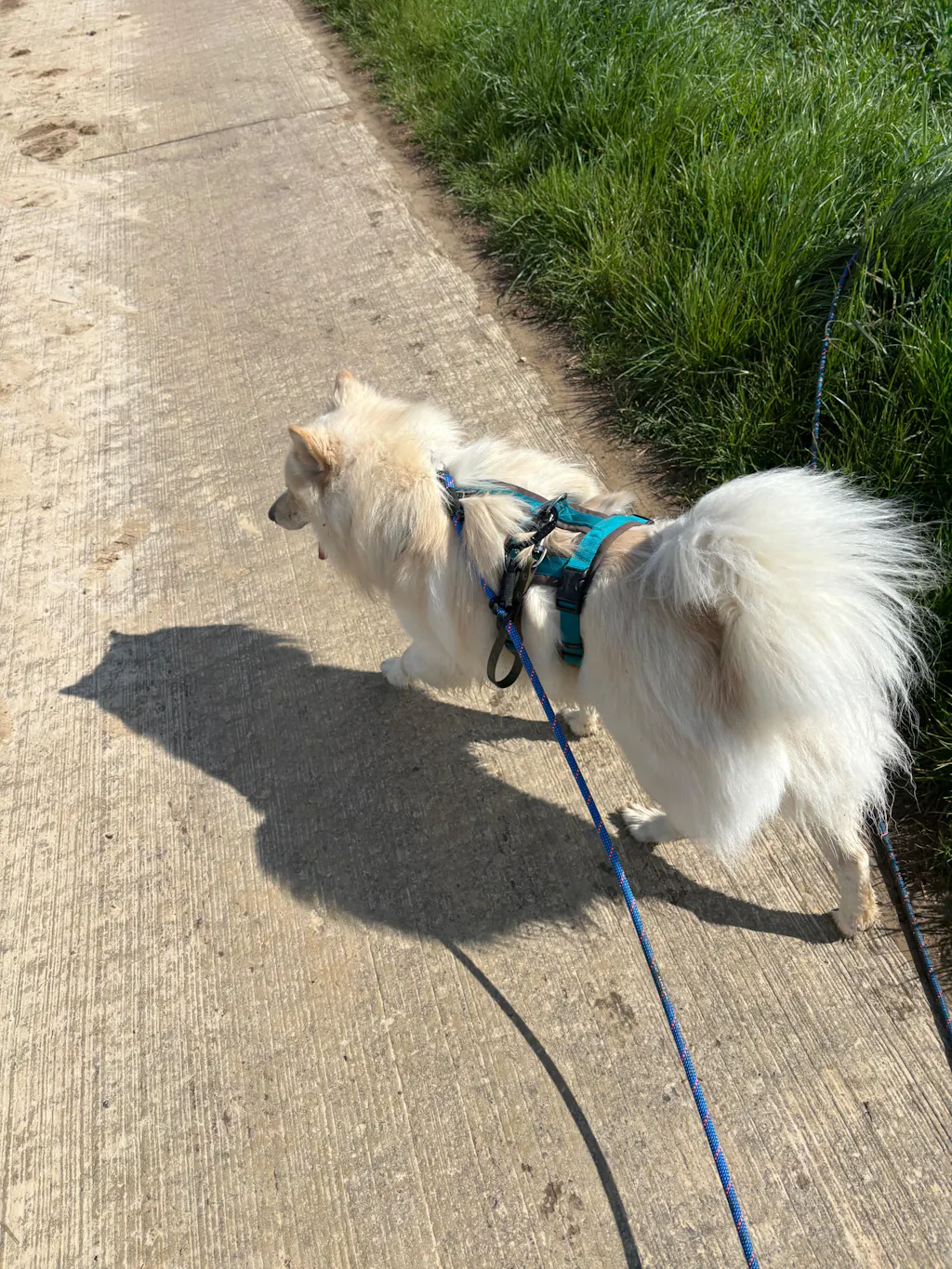 Convertible leash – Standard (9–10 mm Rope)