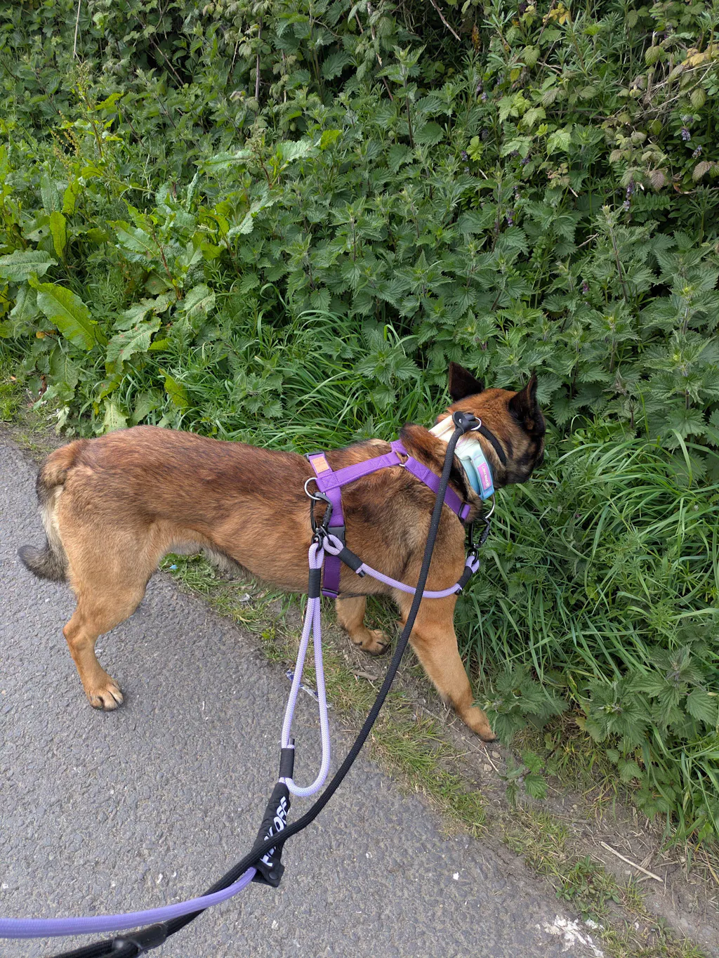 Y-Harness