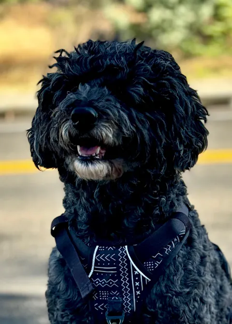 National Parks Collars Collection | Lightweight Dog Collar