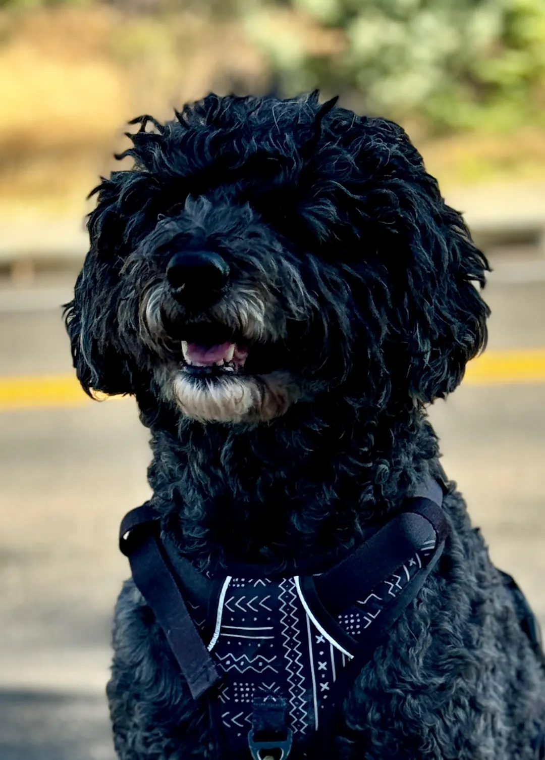 National Parks Collars Collection | Lightweight Dog Collar
