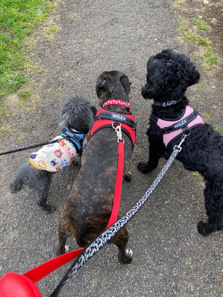 wilex no pull dog harness